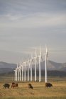 Turbinas eólicas em fileira — Fotografia de Stock