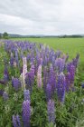Lupines In Field With Mountains — Stock Photo