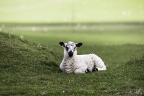 Sheep Sits Alone — Stock Photo
