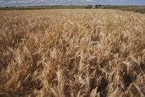 Спелые пшеничные поля на открытом воздухе — стоковое фото