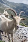 Goat On Mountain Trail — Stock Photo