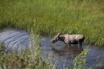 Female Moose In Pond — Stock Photo
