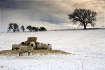 Ovejas en el campo de nieve - foto de stock