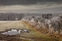 Frost On Plants; Cumbria, Inglaterra - foto de stock