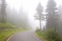 Foggy Road del Parque Nacional Monte Rainier - foto de stock