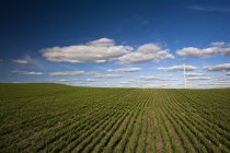Prairie Field against cloudy sky — Stock Photo