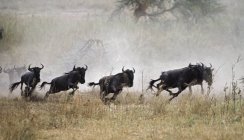 Herd Of Blue Wildebeest in esecuzione — Foto stock