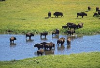 Manada de bisontes cruzando el arroyo - foto de stock