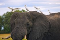 Elefante africano e gado — Fotografia de Stock