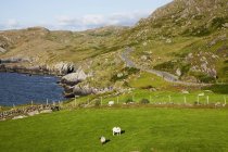 Pastagem de ovelhas ao longo da costa — Fotografia de Stock