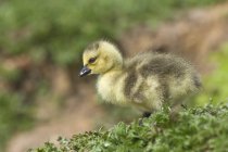 Duckling standing on grass — Stock Photo