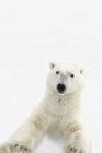 Белый медведь стоит — стоковое фото
