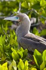 Rosso-Footed Booby — Foto stock