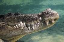Saltwater Crocodile Underwater — Stock Photo