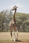 Giraffe стоїть на землі — стокове фото
