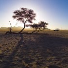 Desierto con árbol sobre arena - foto de stock