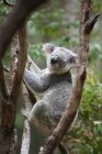 Koala Bear In Tree — Stock Photo