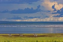 Зебры пасутся на поле — стоковое фото