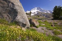 Flores silvestres com o Monte Hood — Fotografia de Stock