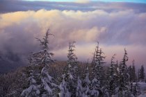 Lever de soleil, Mount Hood, Oregon — Photo de stock