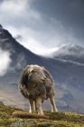 Овцы на фоне гор — стоковое фото