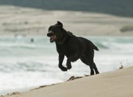 Собака біжить на пляжі — стокове фото