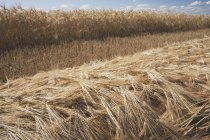 Geschnittener reifer Weizen — Stockfoto