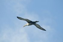 Waved Albatross In Flight — Stock Photo