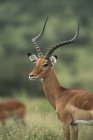 Impala Buck ao ar livre — Fotografia de Stock
