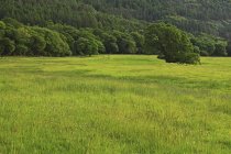 Feld aus Gras und Bäumen — Stockfoto