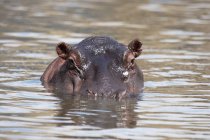 Nilpferd schwimmt im Wasserrand — Stockfoto