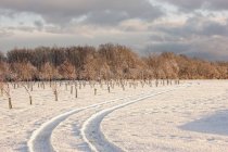Следы шин в снегу — стоковое фото