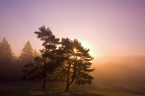 Sonnenaufgang hinter Baum im Freien — Stockfoto