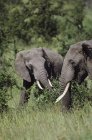Elefanti africani Bush — Foto stock
