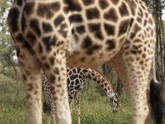 Giraffe al pascolo sul campo — Foto stock
