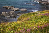 Flores silvestres creciendo a lo largo de la costa - foto de stock