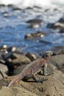 Iguana marina en roca - foto de stock