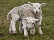 Deux agneaux debout — Photo de stock