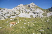 Cattle grazing On Slope — Stock Photo