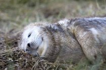 Тюленя спить траві — стокове фото