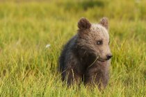 Медвежонок Гризли — стоковое фото
