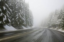 Strada attraverso la foresta, Oregon — Foto stock