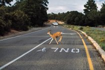 Mule Deer Crossing Highway — Stock Photo