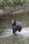 Молодой медведь гризли — стоковое фото