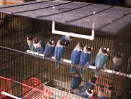 Perruches oiseaux assis en cage — Photo de stock