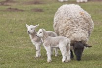 Deux agneaux et moutons — Photo de stock
