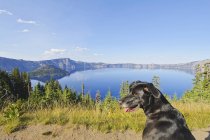 Cão na trilha com lago — Fotografia de Stock