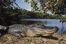 Amerikanischer Alligator liegt auf Sand — Stockfoto