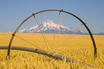 Ирригационная труба в пшеничном поле — стоковое фото