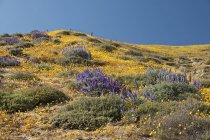 Primavera Wildflower Bloom — Fotografia de Stock